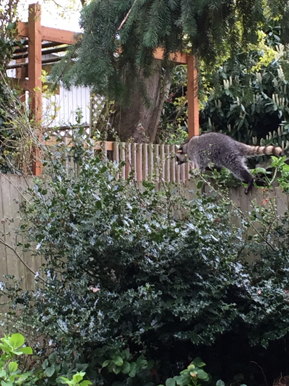 Raccoon walking along a fence.